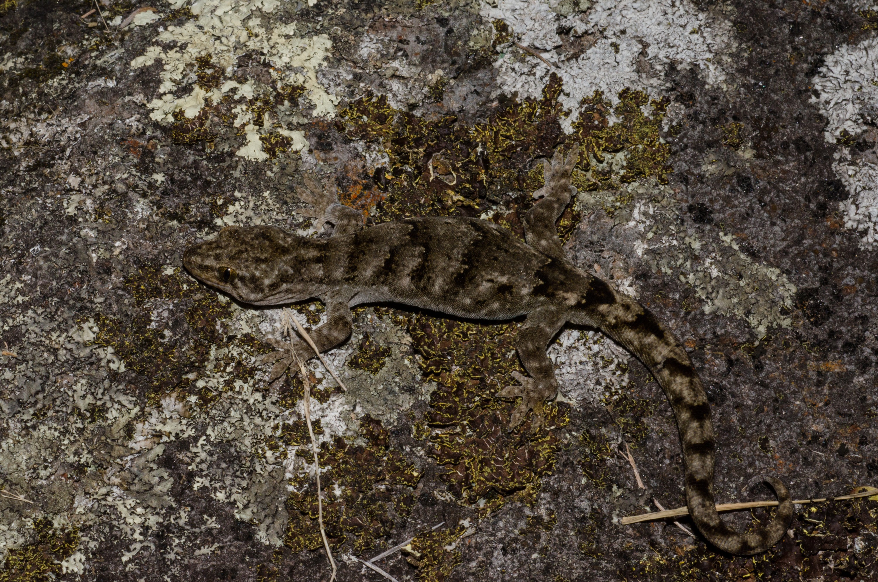 DSC_3507 – Canterbury, Brown, Gecko, Woodworthia, brunneus, banks, peninsula, Crispin, reptiles, amphibians, rare, cold, blood, new, new zealand, zealand, nz